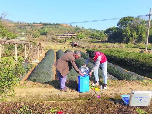 福建中農助力茶農防寒抗凍